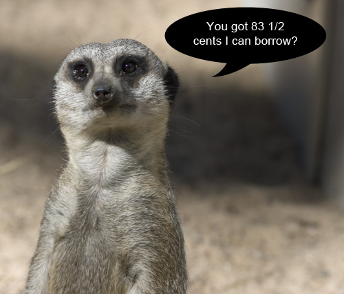 meerkat at zoo atlanta begging for money
