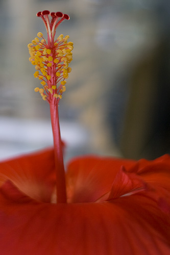 hibiscus I