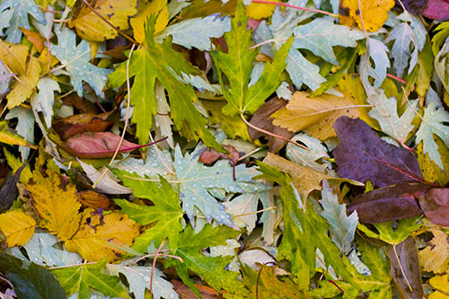 Autumn Leaves Background Texture