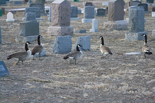 canada geese in denver's riverside cemetery