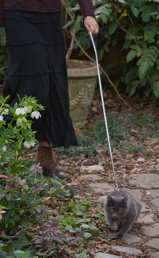 robin taking darla kitty for a walk
