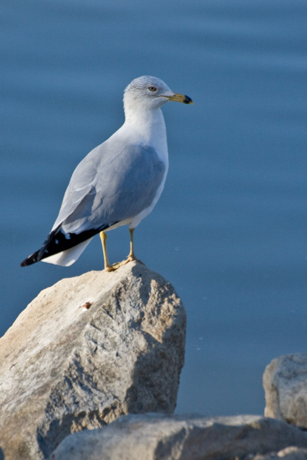 seagull in denver