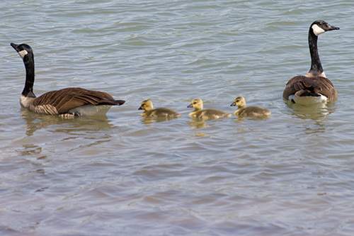 canada goslings city park denver colorado