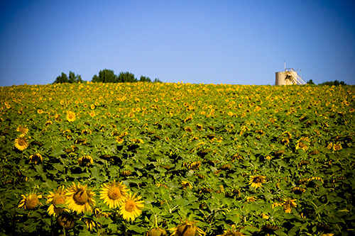 colorado sunflower fields