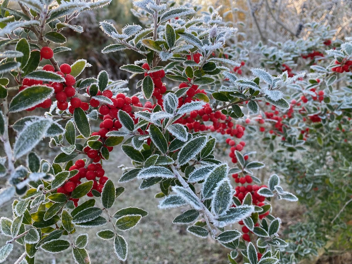 Jaupon Holly On A Frosty Morning