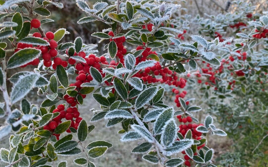 Frosty Jaupon Holly