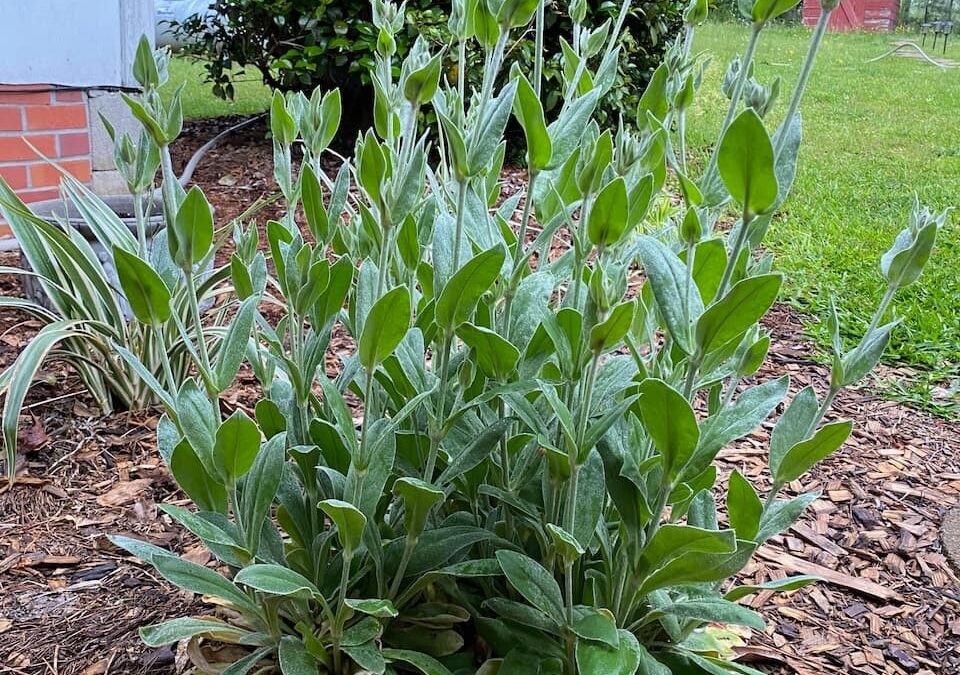 Transplanted (and Thriving) Rose Campion