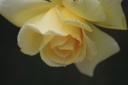 Yellow Rose