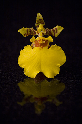 dancing lady orchid