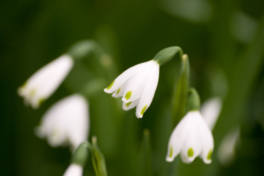 spring flowers