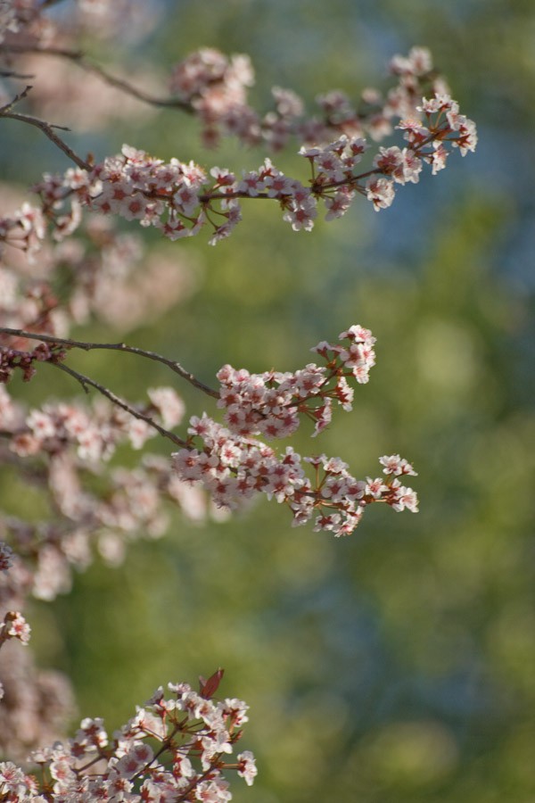 bradford pear blooms