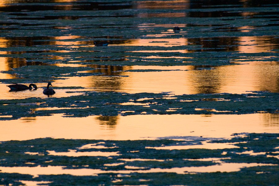city park lake sunset denver