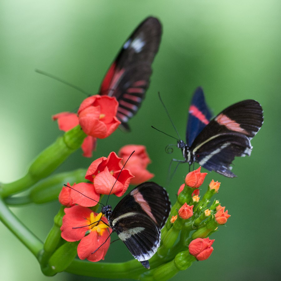 Butterflies II