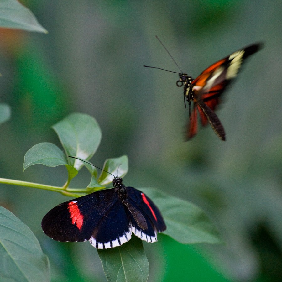 Butterflies I