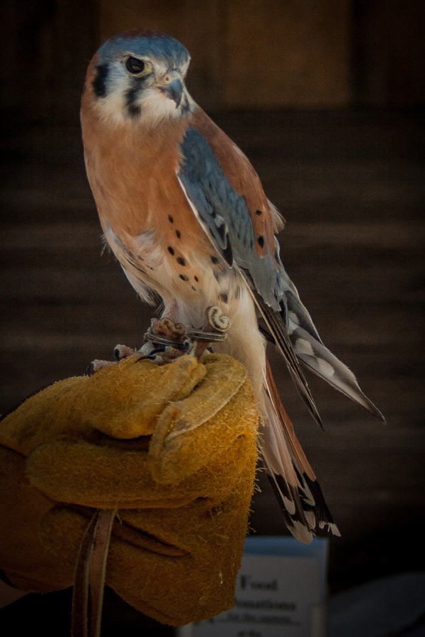 royal gorge falconry