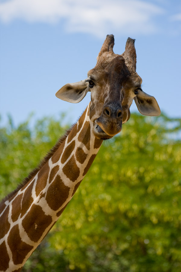 Reticulated Giraffe – Denver Zoo