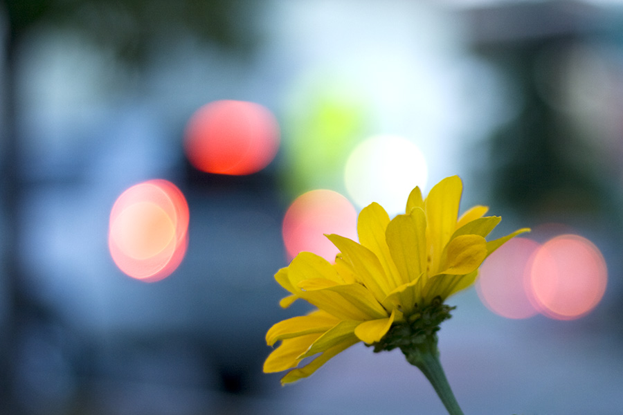 Yellow Flower