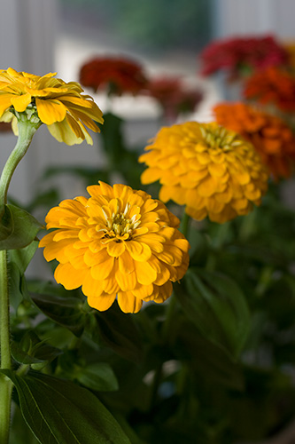 zinnias I