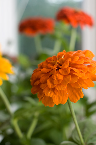 zinnias II