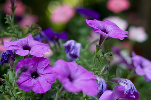 summer flowers