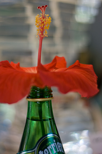 hibiscus II