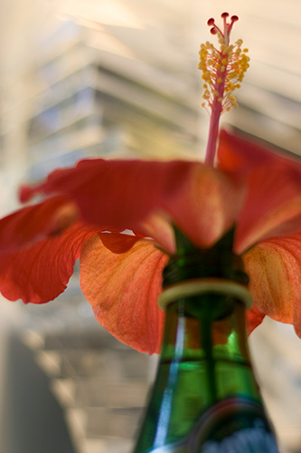hibiscus III