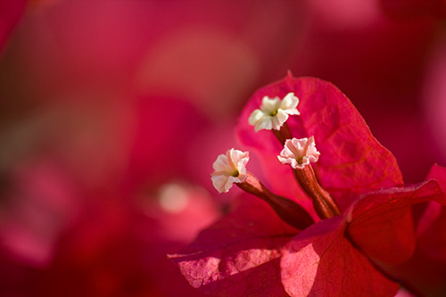 bouganvillea I