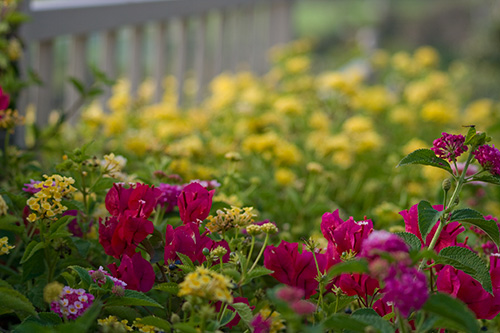 laguna beach flowers