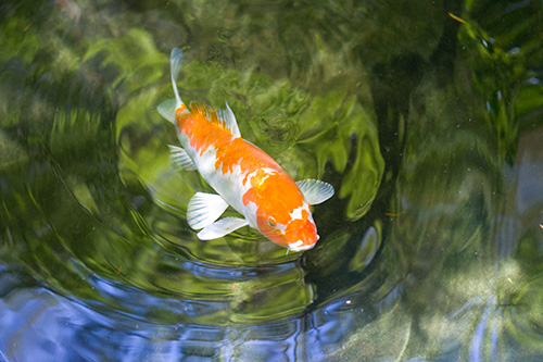 Koi At The Ritz I