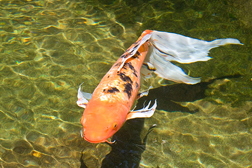 koi at the ritz II