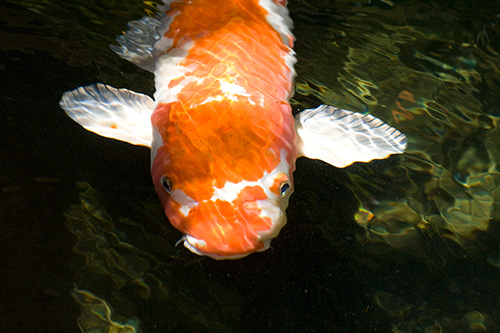 koi at the ritz III