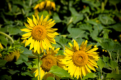 colorado sunflowers