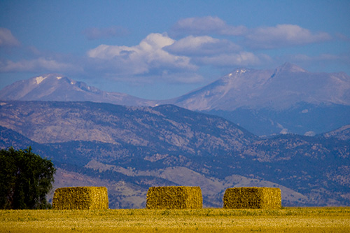 colorado hay field