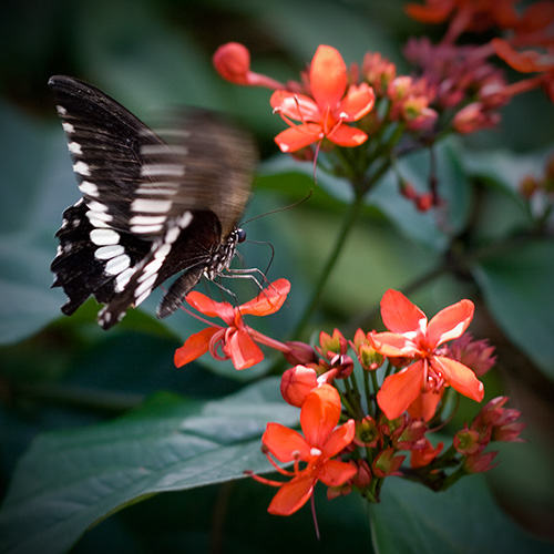 Painterly Butterflies