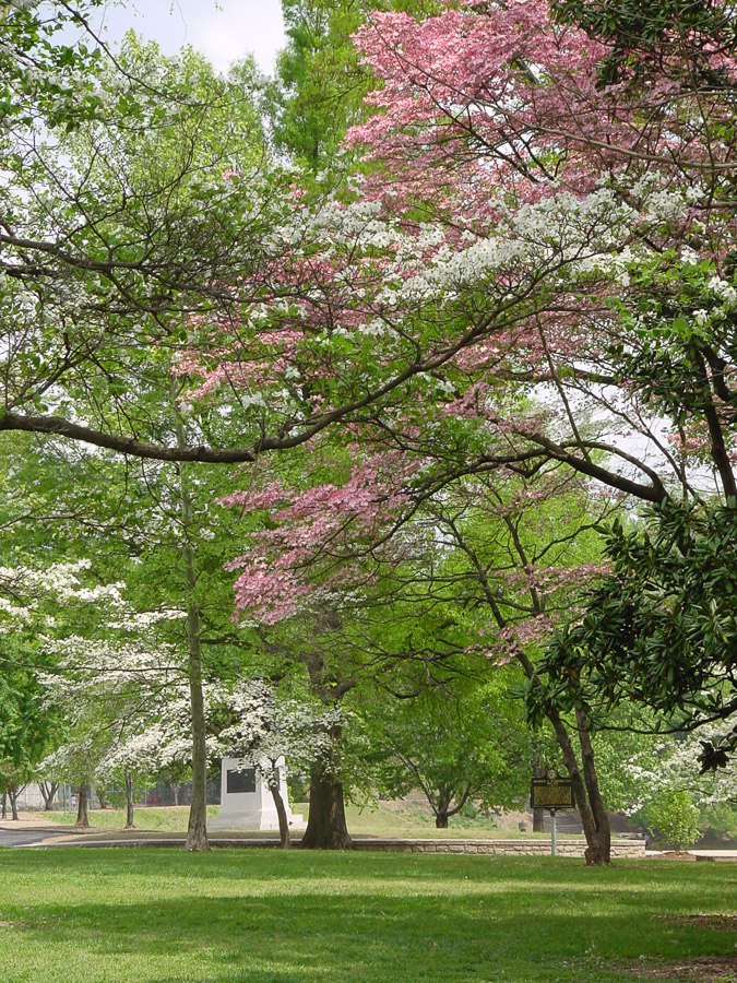 piedmont park atlanta dogwood blooms