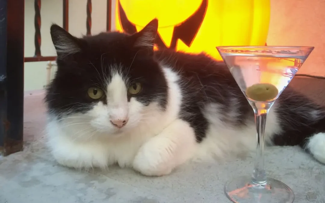 A Day In The Life Of Liza (Kitty)