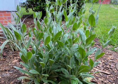rose campion thriving in my garden