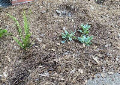 small rose campion transplanted