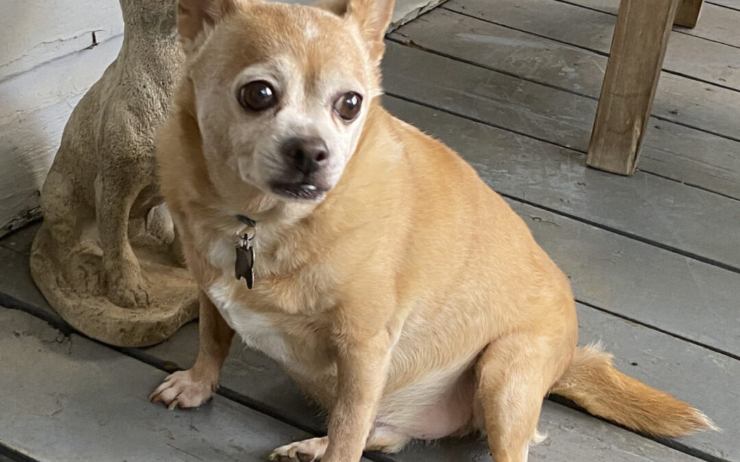 Chihuahua Screaming When His Mom Arrives