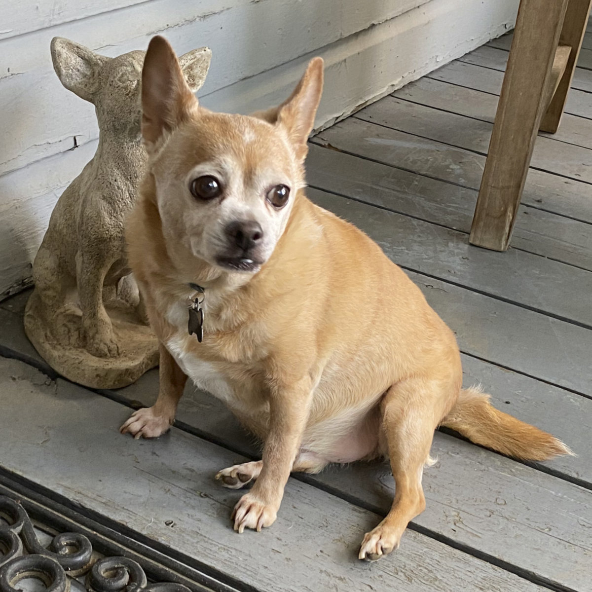 photo of chihuahua dog sitting on a porch