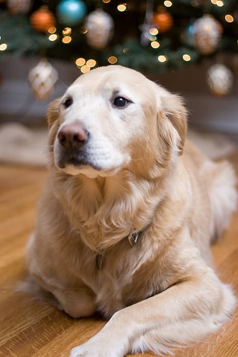 golden retriever laying on floor with blurred Christmas tree in background