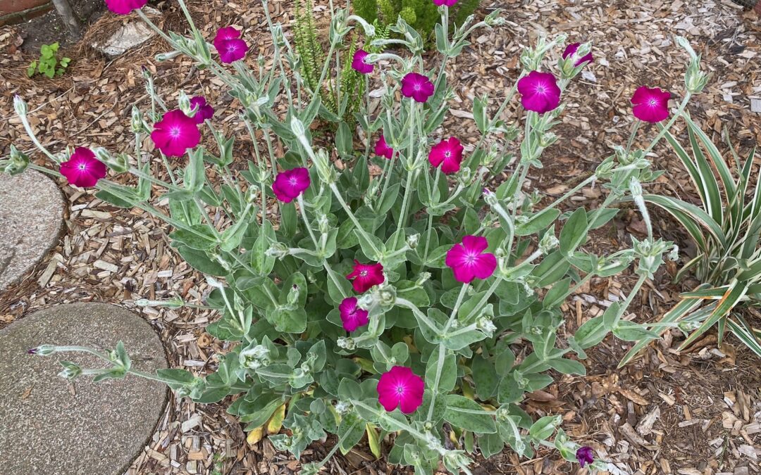 Transplanted (and Thriving) Rose Campion