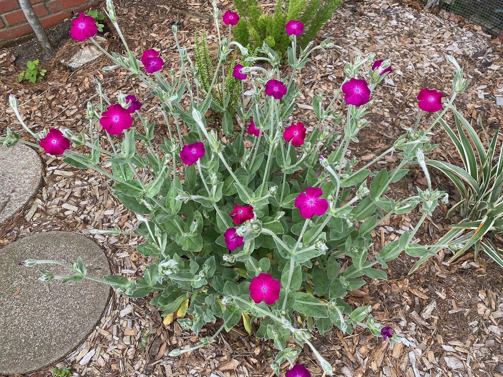 rose campion blooming
