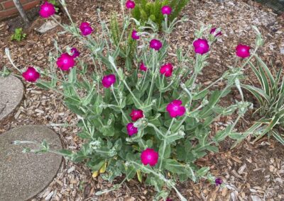 rose campion in bloom