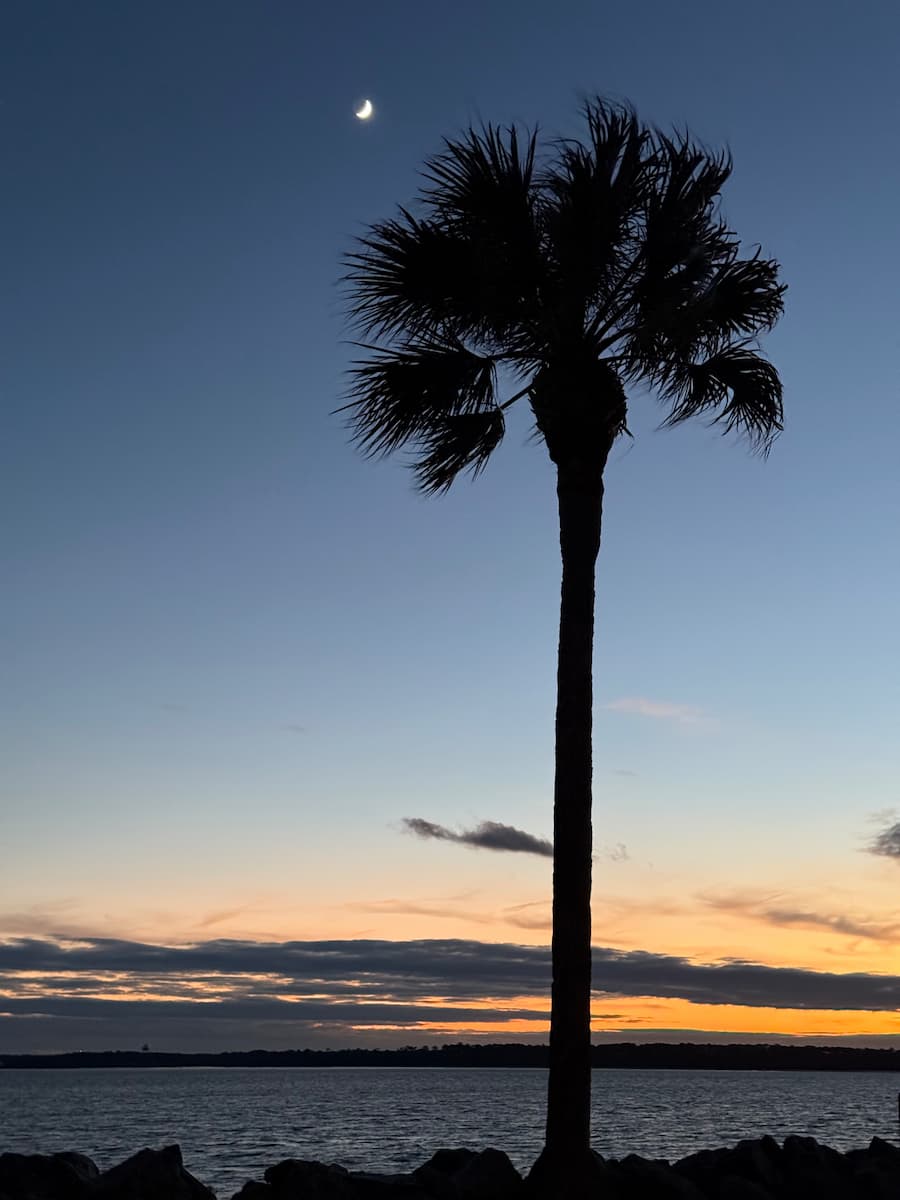 Palm tree at sunset on St Simons Island