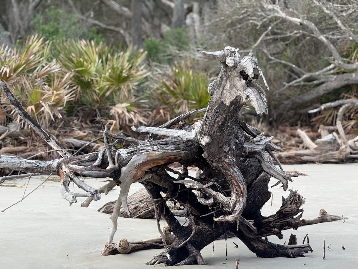 driftwood on Driftwood Beach, Jekyll Island, GA